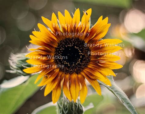 Orange Sunflower Wall Art, Sunflower Print, Sunflower Lover, Sunflower ...