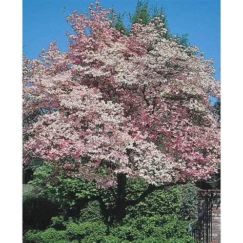 6-Gallon Pink Red Flowering Dogwood Flowering Tree in Pot (With Soil ...