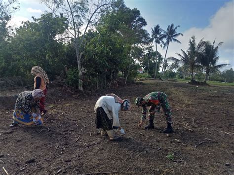 Babinsa Bantu Petani Tanam Jagung Bibit Varietas P