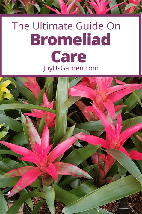 Bromeliad Care How To Successfully Grow Bromeliads Indoors