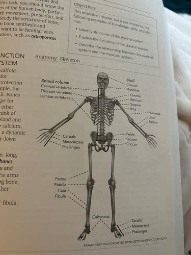 Skeletal System Flashcards Quizlet