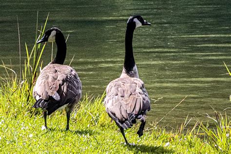 Avian Flu | York Region