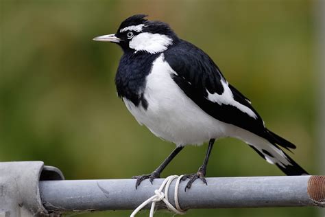 Filemale Magpie Lark In Suburban Garden Wikimedia Commons