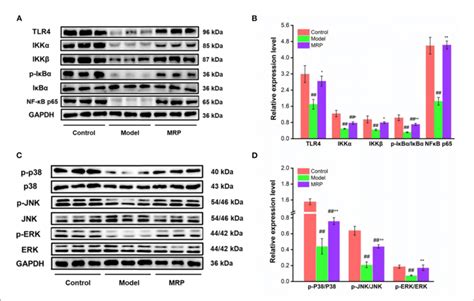 Figure E Eeect Of Mrp On The Protein Levels In The Nf κb And Mapk