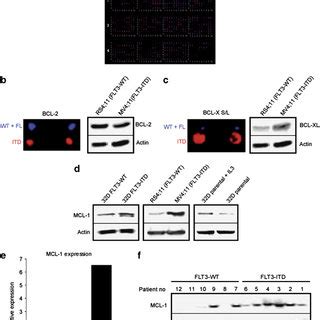 Flavopiridol Suppresses Mcl In Flt Itd Positive Cells A