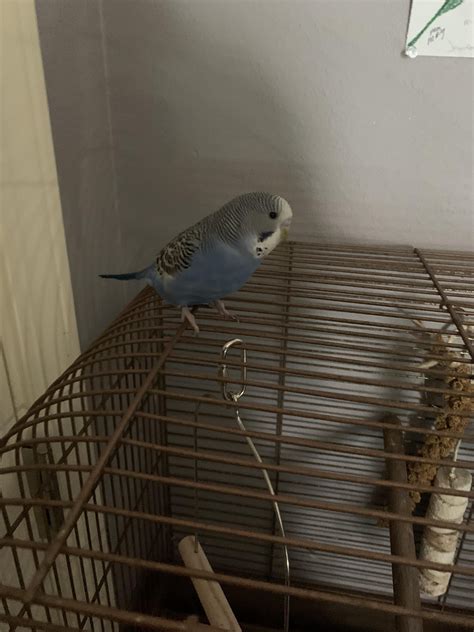 best bird sick fast 13