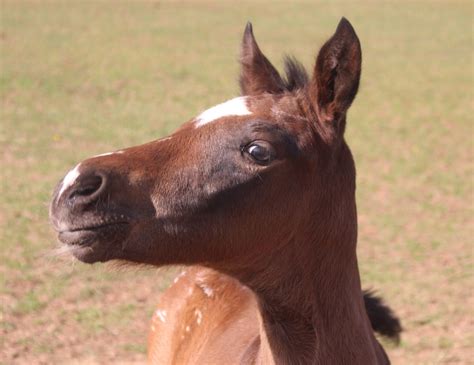 2017 Appaloosa Foals Being Foals.... - Red Heart Appaloosas