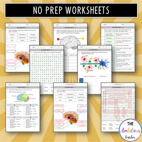 Structure And Function Of The Brain Worksheet