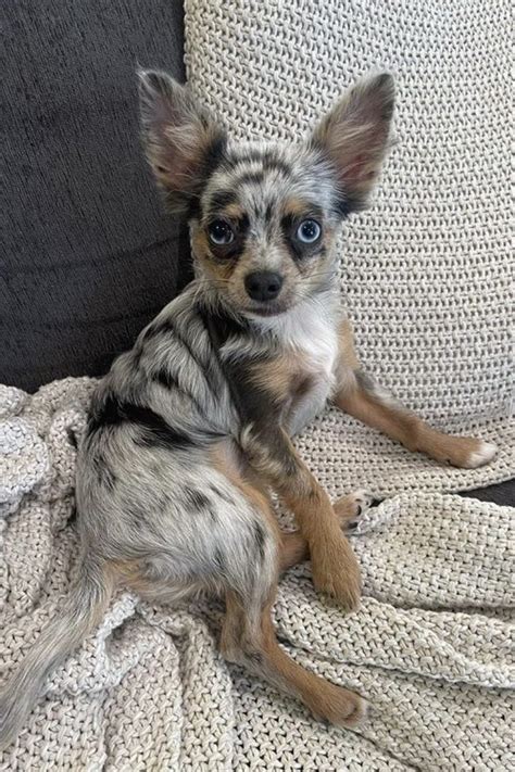 Blue Chihuahua