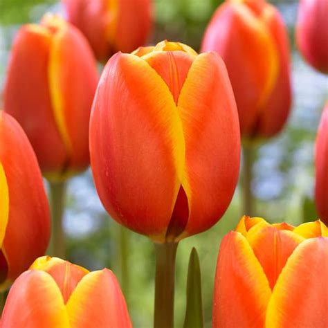 Garden State Bulb 12 Plus Cm Darwin Hybrid Dafeng Tulip Flower Bulbs