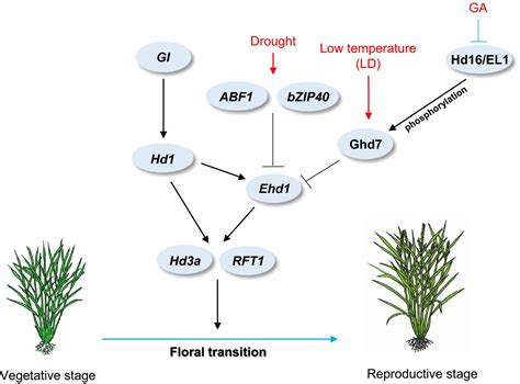 Transition Florale