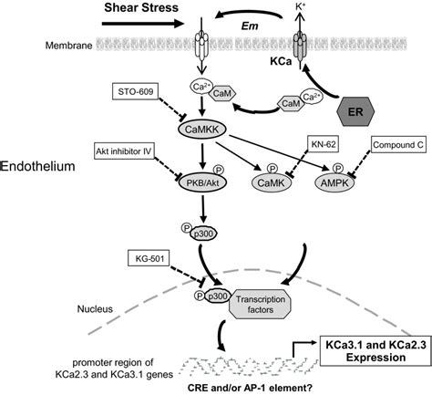 Laminar shear stress upregulates endothelial Ca² activated K channels