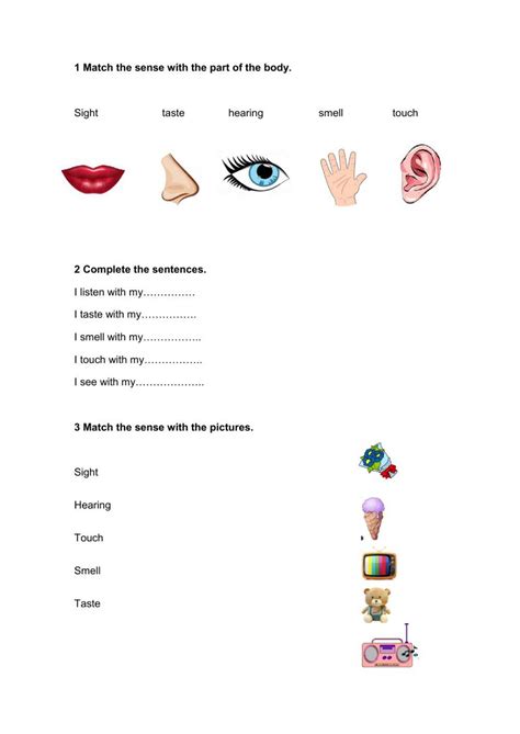 5 Senses Free Exercise Live Worksheets