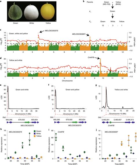 GWAS Bulked Segregation Analysis And QTL Analysis Identified The Same