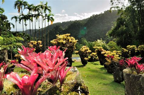 Martinique botanischer Garten Jardin de Balata