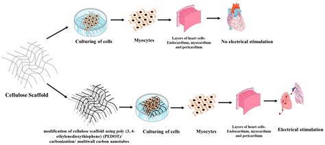 Polymers Free Full Text Scaffold Using Chitosan Agarose Cellulose