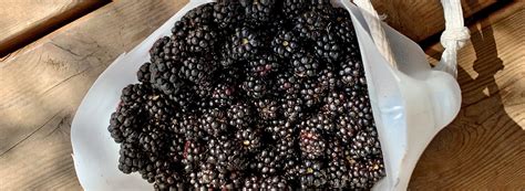 Guide To Foraging Wild Berries In Oregon Travel Oregon