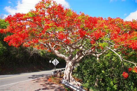 flowers Archives | Uncommon Caribbean