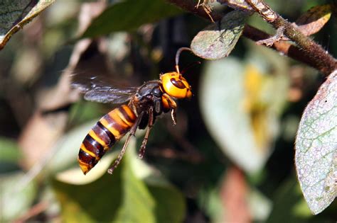 Luring Murder Hornets Using Sex Pheromones May Eliminate Them Effectively