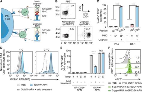 【耀文解读】通过光诱导mhc I类抗原向病毒特异性t细胞递送mrna 知乎