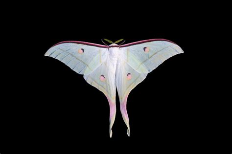 Moon Moths Have The Creepiest Energy And Were Here For It Australian