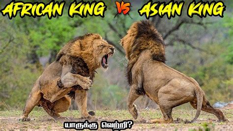 African Lion vs Asiatic Lion in Tamil ஆபரகக சஙகம vs ஆசய