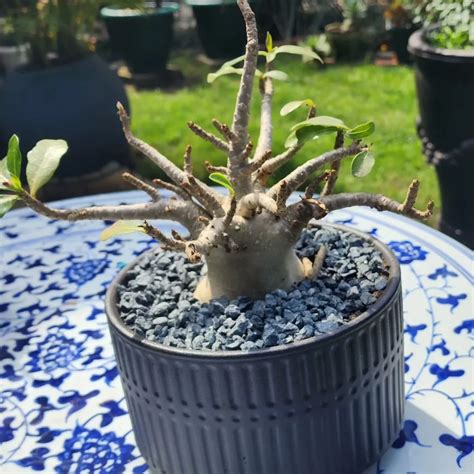 Desert Rose Bonsai Essential Care Hacks