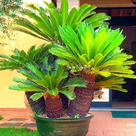 100pcs Cycas Jardin Variety Seeds Free Shipping Up