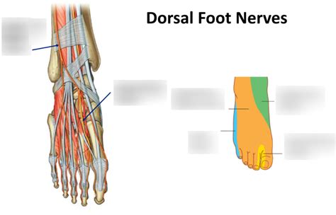 Dorsal Foot Nerves Diagram Quizlet