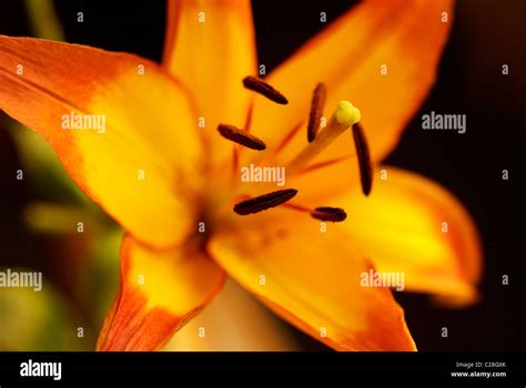 Orange St Joseph Lily Hi Res Stock Photography And Images Alamy