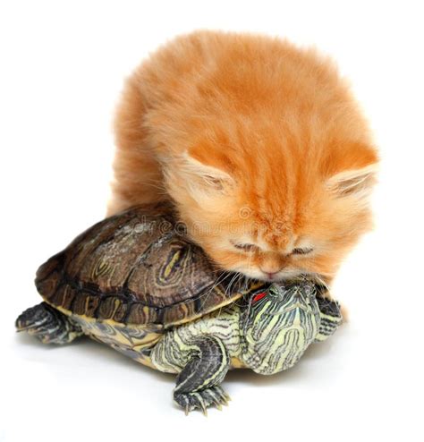 Red Kitten With Sea Turtle Stock Image Image Of Expression 20419645