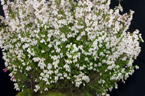 Erica gracilis cv.