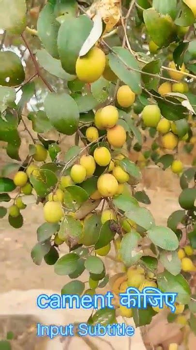 छत्तीसगढ़ की जंगली बेर Forest Apple Ber Farming In Chattisgarh Shorts