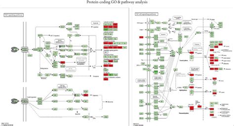 Significantly Enriched Kegg Pathways In The A Tnf Signaling Pathway