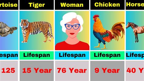 Lifespan Of Animal Comparison Youtube