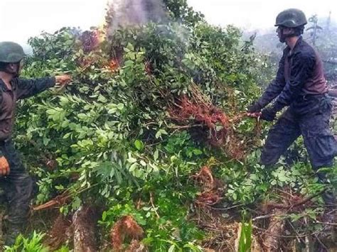 Mil Plantas De Coca Fueron Localizadas Y Destruidas En Sucumb Os