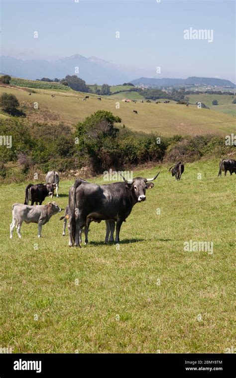 Tudanca Cantabria Fotos e Imágenes de stock Alamy