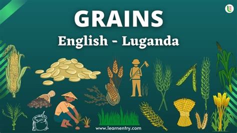 Grains Names In Luganda And English Common Luganda Vocabulary