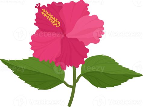 Pink Hibiscus Flower Hand Drawn Illustration Png