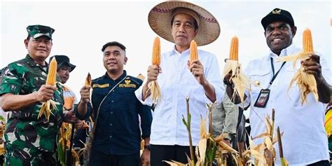 Food Estate Keerom Panen Jagung Jokowi Baru Pertama Kali Hasilnya