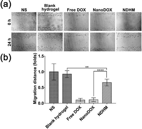 A Wound Healing Assay Of Scc Cells Treated With Ns Blank