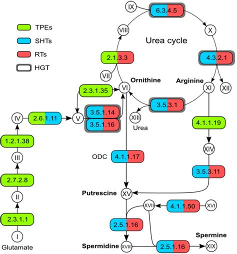 Arginine Ornithine And Polyamine Synthesis Pathway Enzymes