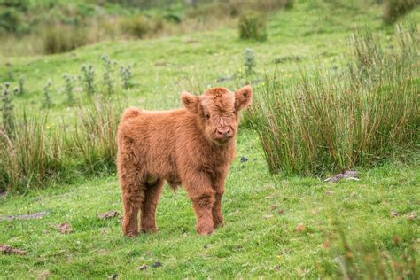 Ted The Baby Highland Cow Print 292 Paula Beaumont Adventures