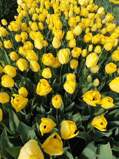 Free Photo Yellow Tulips Beautiful Season Nature Free Download