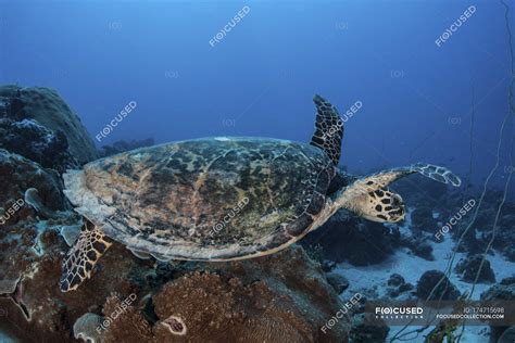 Hawksbill Sea Turtle Swimming Over Reef Outdoors Underwater Stock