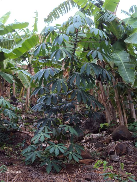 Manihot Esculenta Crantz Manioc Comestible Cassava Manioc