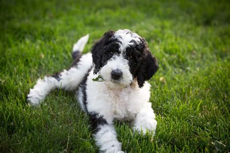 Sheepadoodle Dog Breed Information Dogs 101 Sheepadoodle