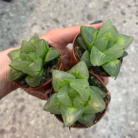 Растение ⌀ 5 Haworthia Pygmaea Mutant ‘ice City меньше Хавортия