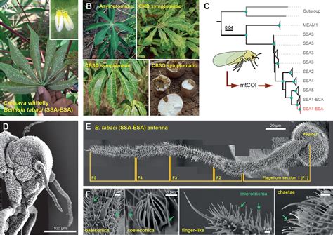 Frontiers Influence Of Olfaction In Host Selection Behavior Of The