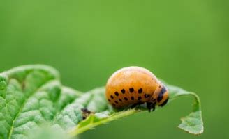 Strategies For Controlling Colorado Potato Beetle In Potatoes